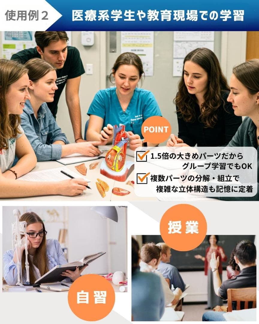 KIYOMARU 心臓模型 1.5倍大 10パーツ分解人体模型