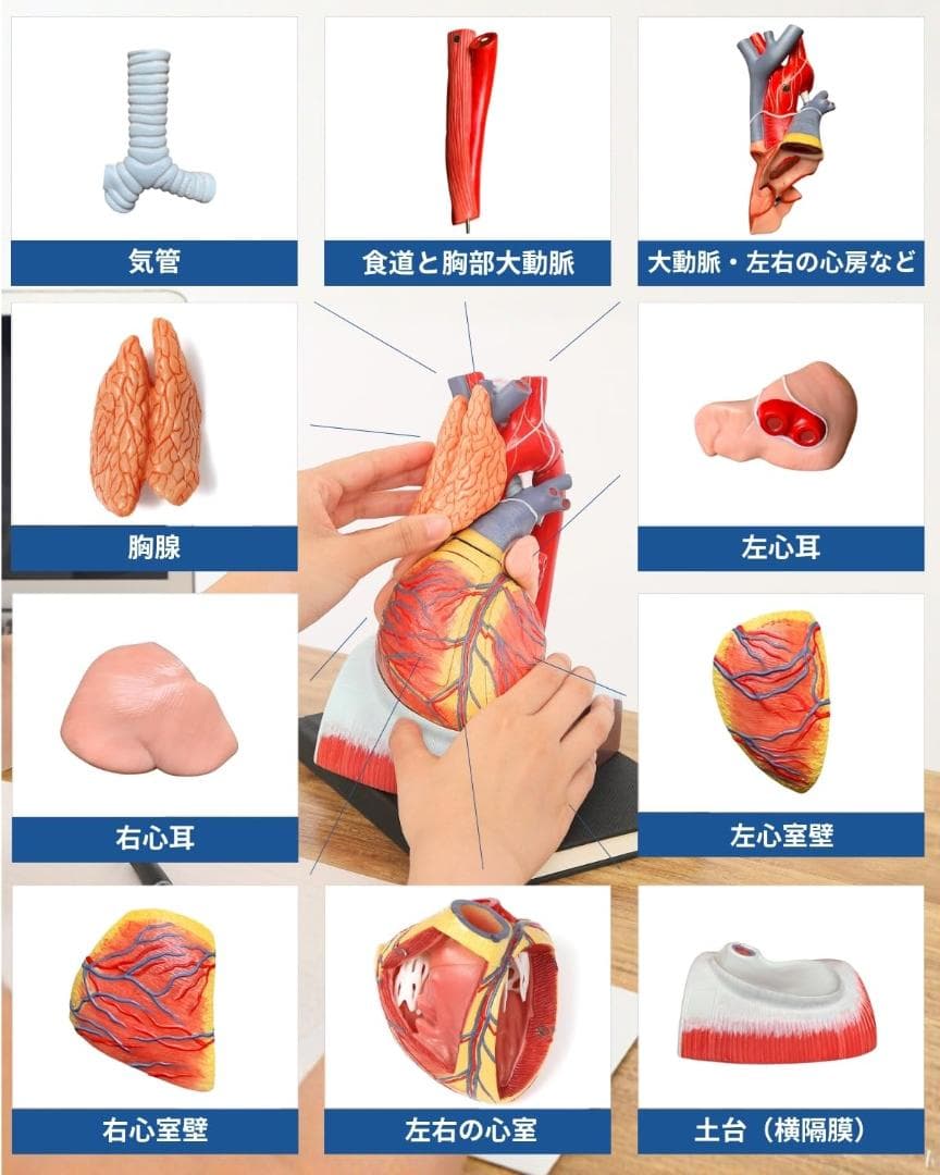 KIYOMARU 心臓模型 1.5倍大 10パーツ分解人体模型