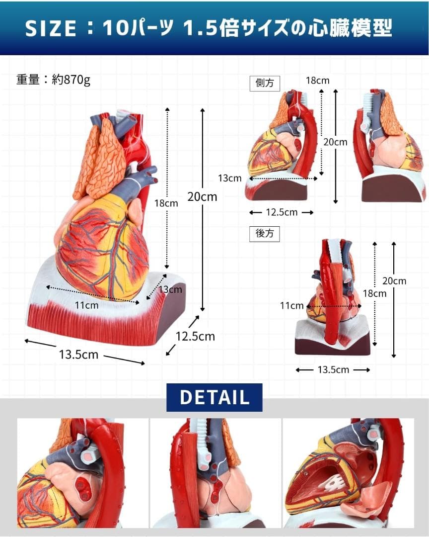 KIYOMARU 心臓模型 1.5倍大 10パーツ分解人体模型