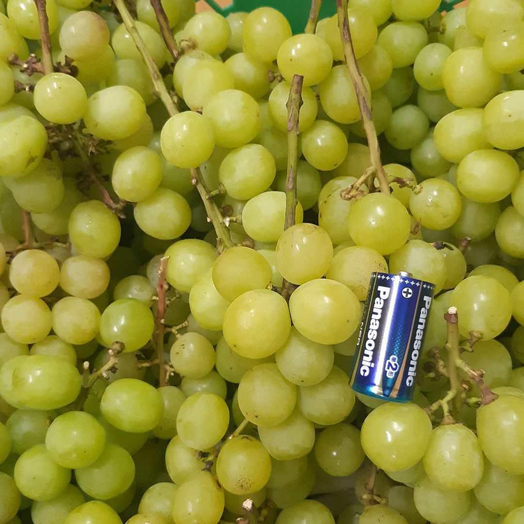 北信州産 シャインマスカット 家庭用