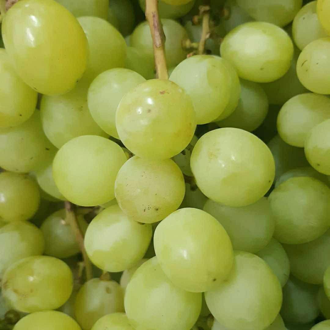 北信州産 シャインマスカット 家庭用