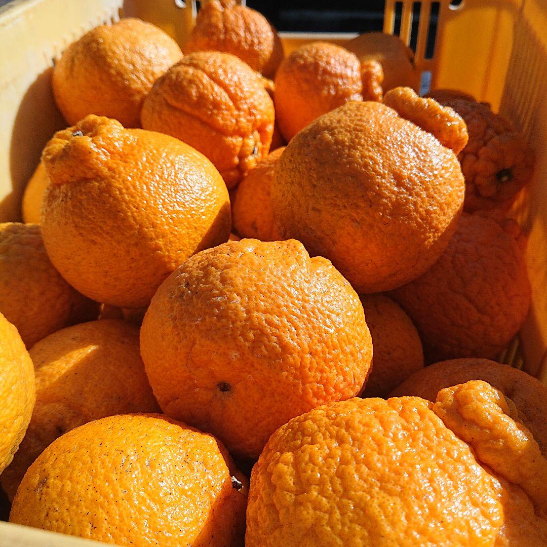 超お得な 18kg 熊本産不知火デコポン 味恋みかん 超人気(^o^)