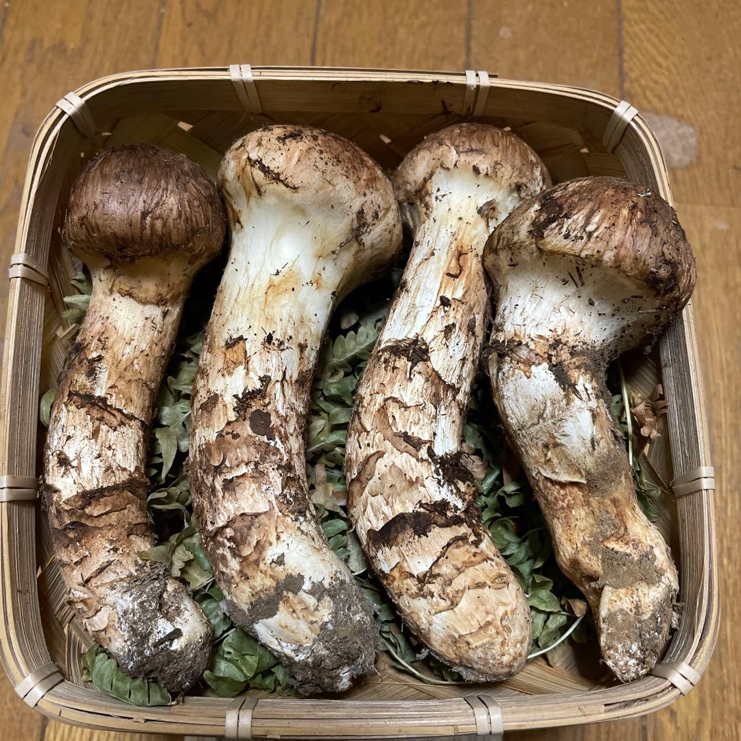 岩手県久慈市産松茸300g