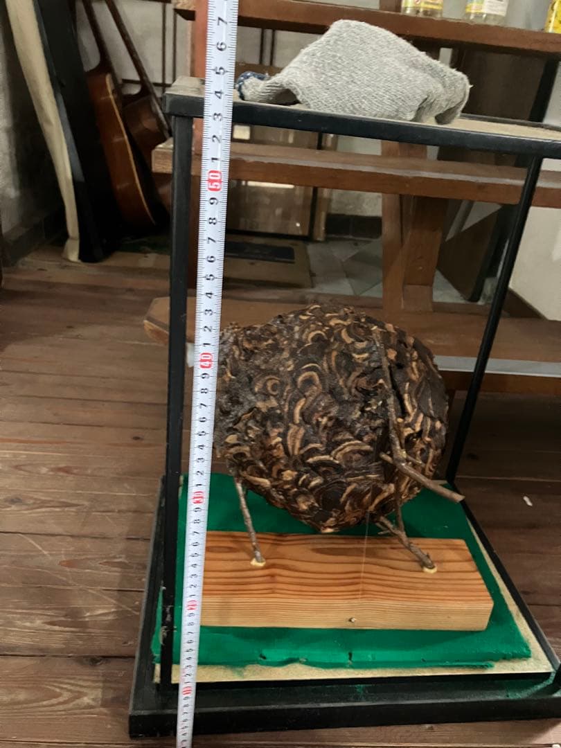 スズメバチの巣　42✖️54 標本