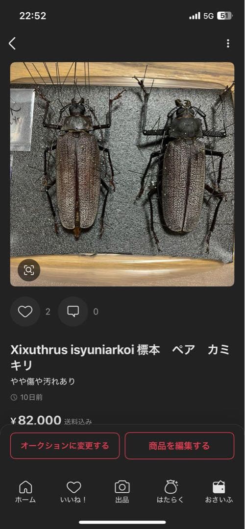 paradeshia　フィジーオオウスバカミキリ　標本　メス