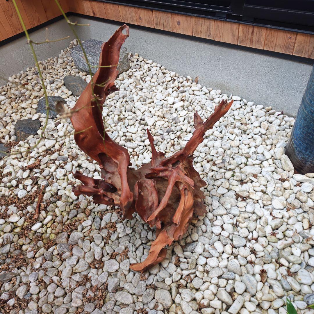 水槽用流木 中型 赤褐色 自然な形状