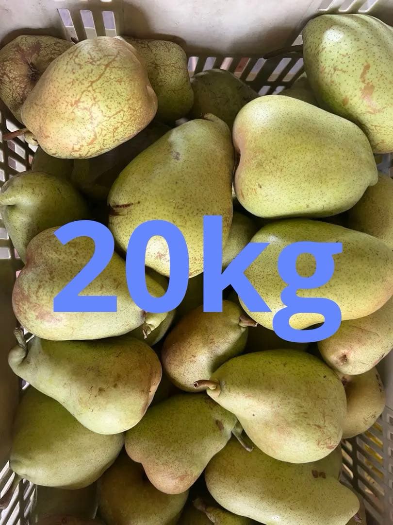 山形県産　洋梨　訳あり品　20kg