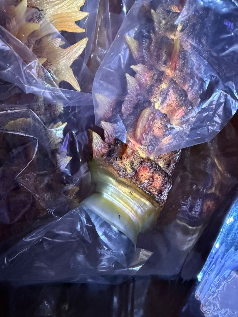 格安！東宝大怪獣シリーズ　バーニング・ゴジラ (2019) X-PLUS 送料込