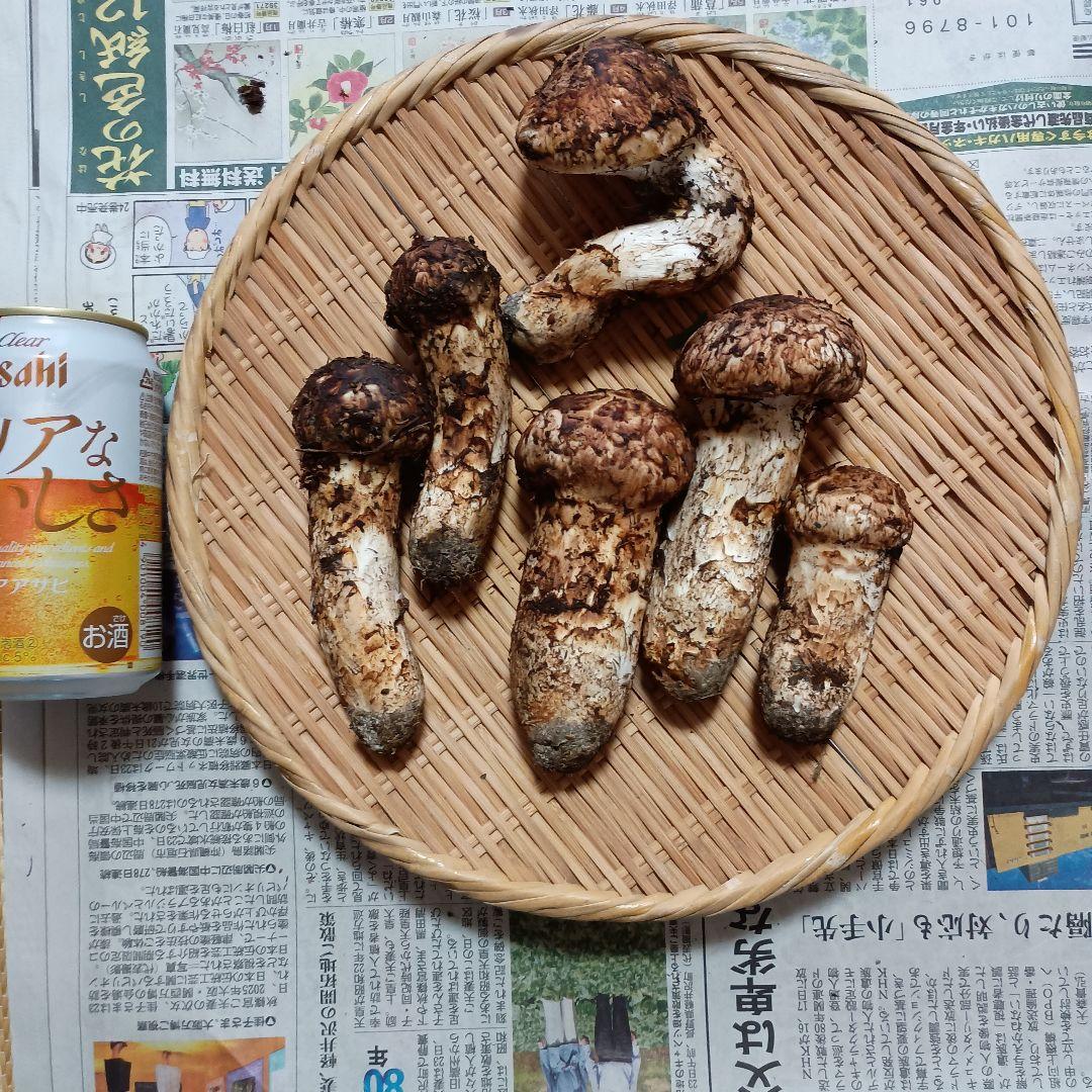 専用松茸450グラム岩手岩泉産10月12日午前取り専用