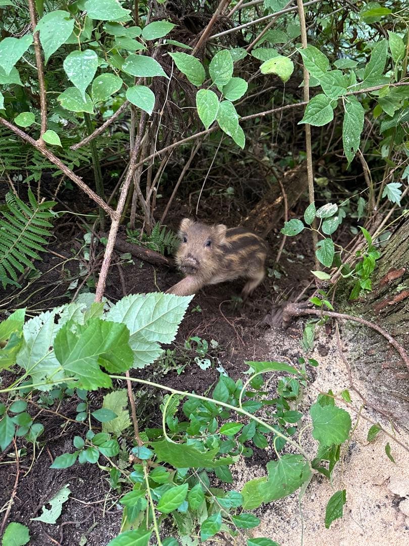 abundance313様用9kg➕5Kg 精米済み