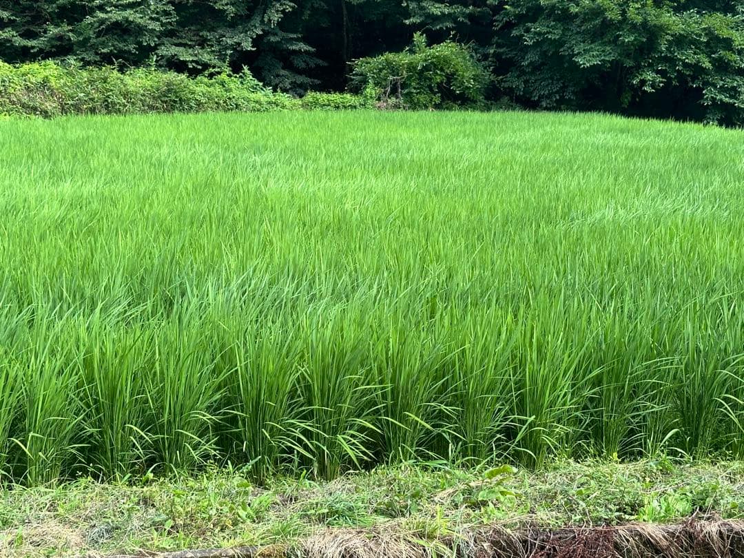 abundance313様用9kg➕5Kg 精米済み