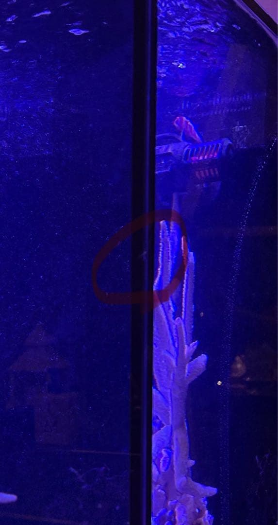 RedSea Reefer170 リーファー 美品　目黒区発送