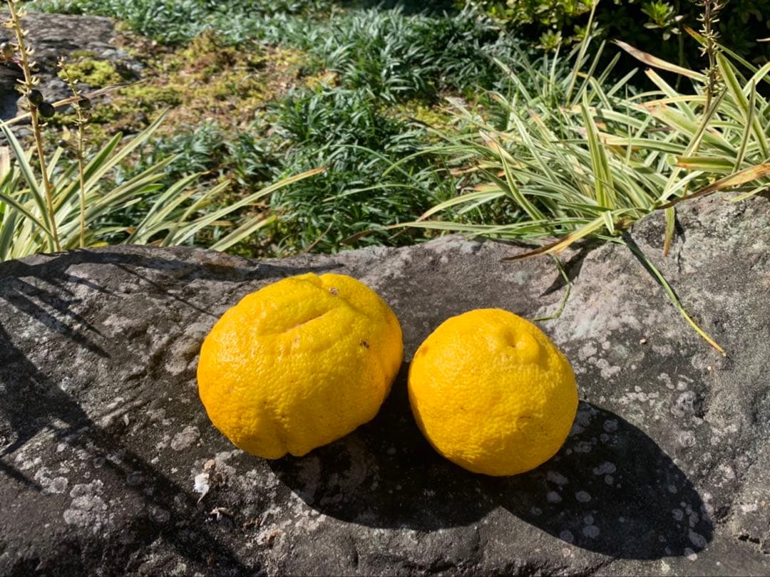 完全無農薬　柚子　ゆず　箱込み10kg ちょっと入ります！