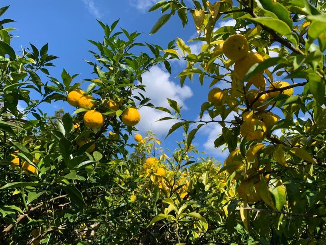 完全無農薬　柚子　ゆず　箱込み10kg ちょっと入ります！