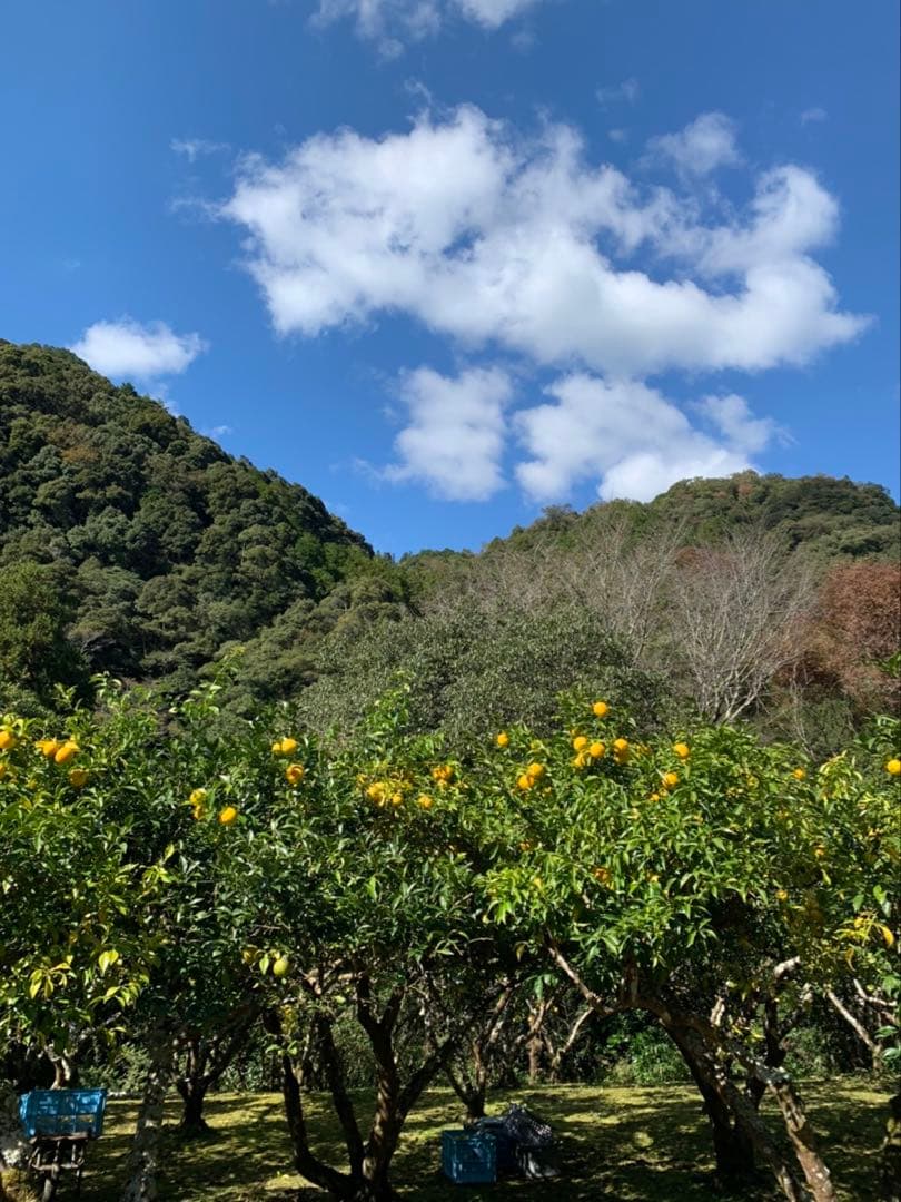 完全無農薬　柚子　ゆず　箱込み10kg ちょっと入ります！