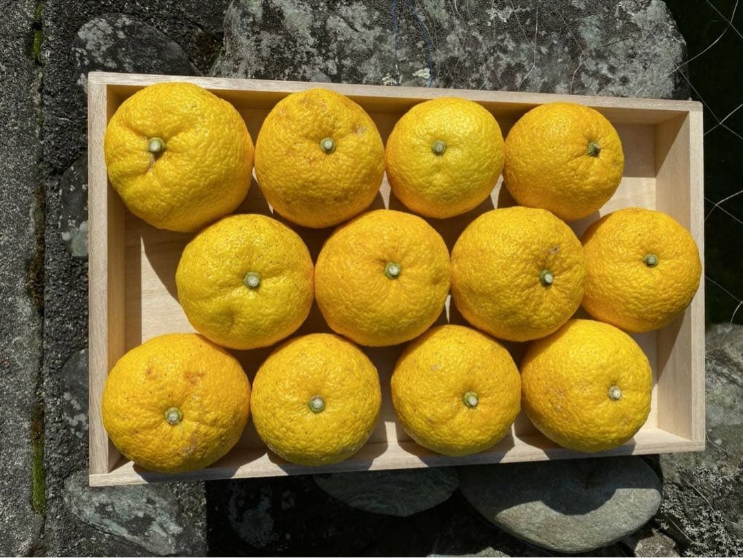 完全無農薬　柚子　ゆず　箱込み10kg ちょっと入ります！