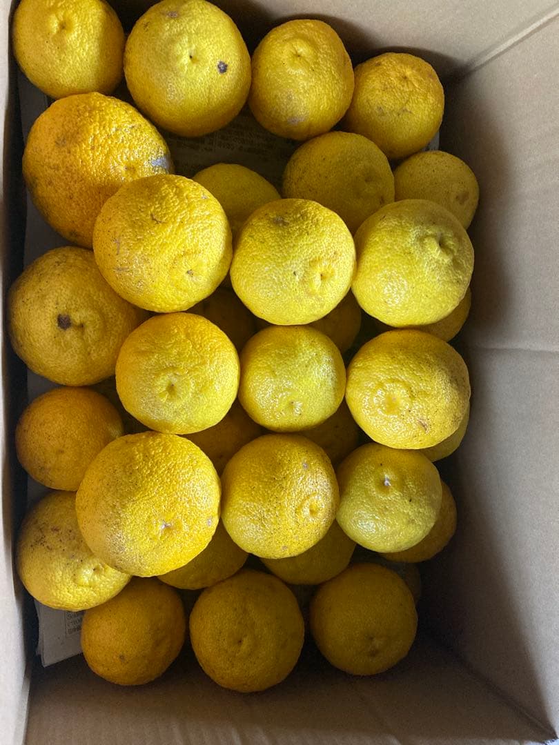 完全無農薬　柚子　ゆず　箱込み10kg ちょっと入ります！