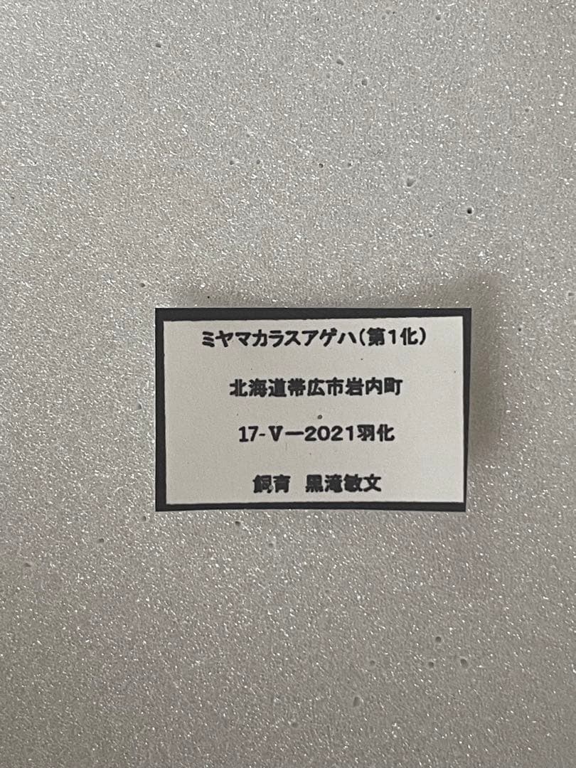 【異常型】ミヤマカラスアゲハ（1オス、北海道産）