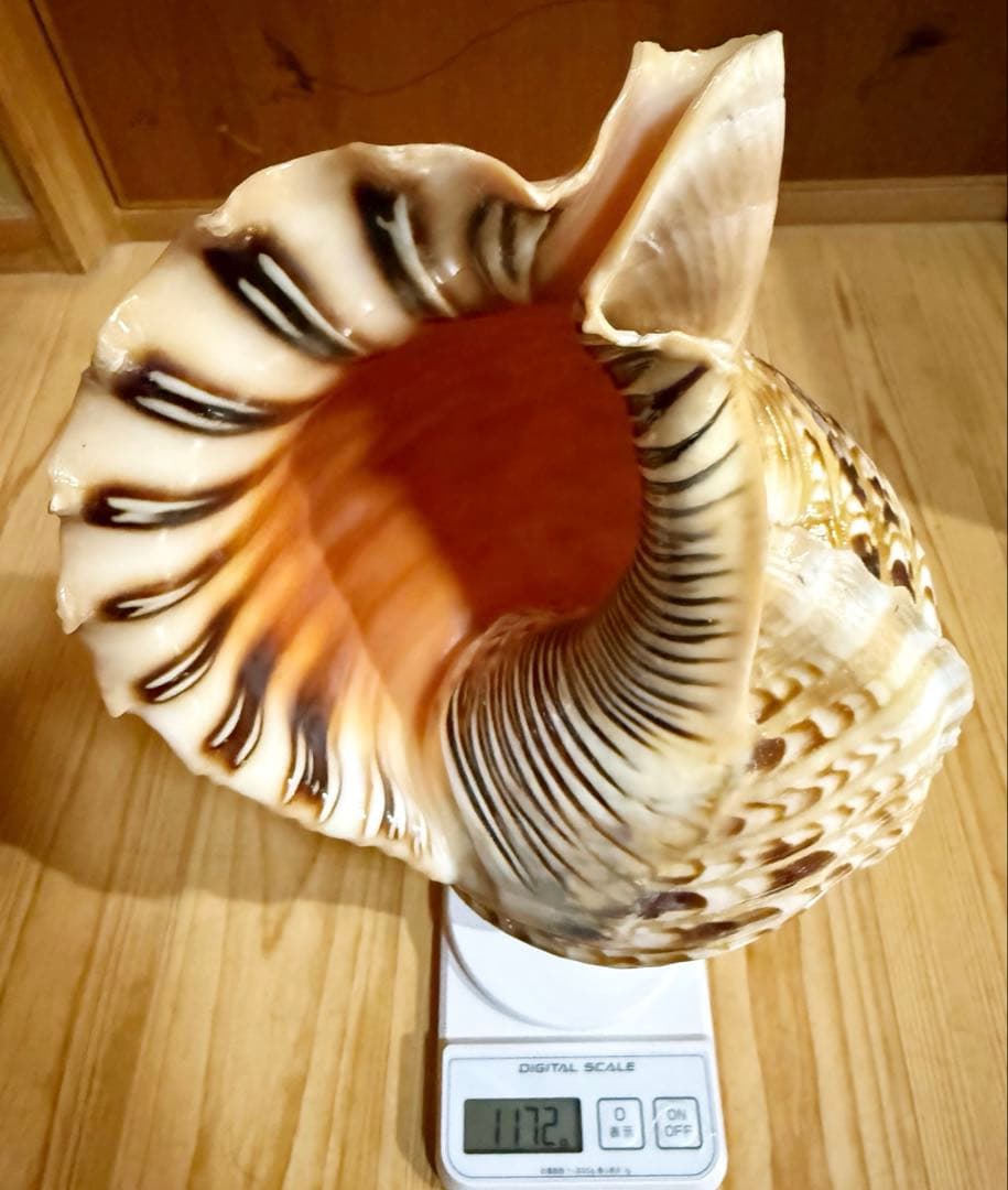 肉厚修験道法螺貝　山伏　密教　魔除け　熊よけ❣️ホラガイ　ほら貝