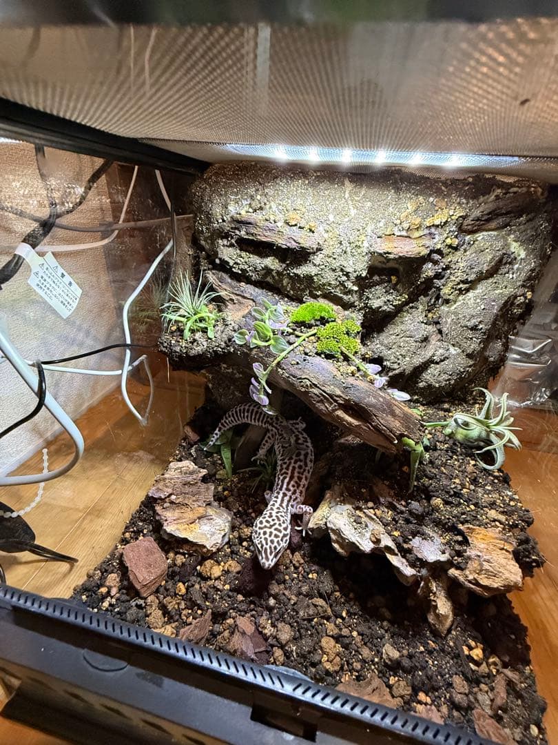 レオパ　ビバリウム