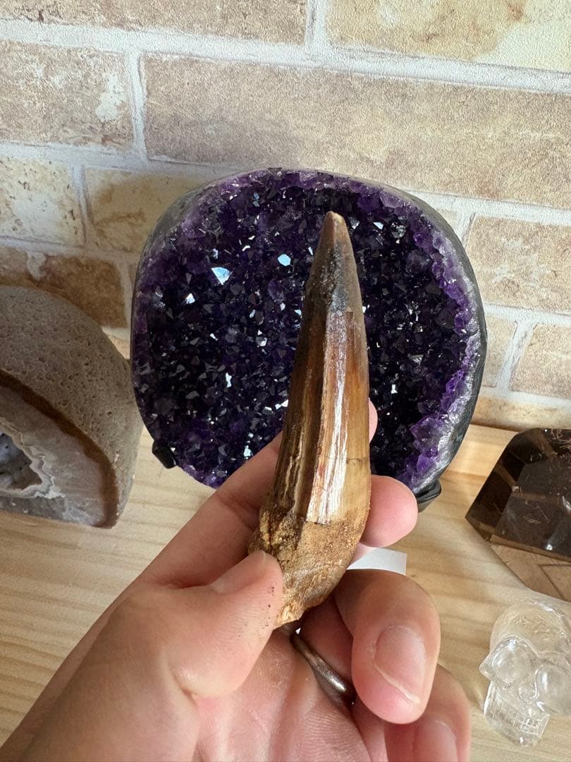 綺麗なエナメル質が残るスピノサウルスの歯　化石　恐竜