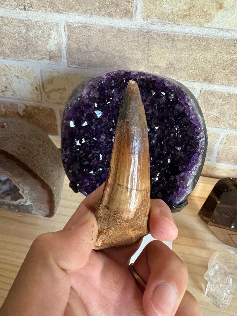 綺麗なエナメル質が残るスピノサウルスの歯　化石　恐竜