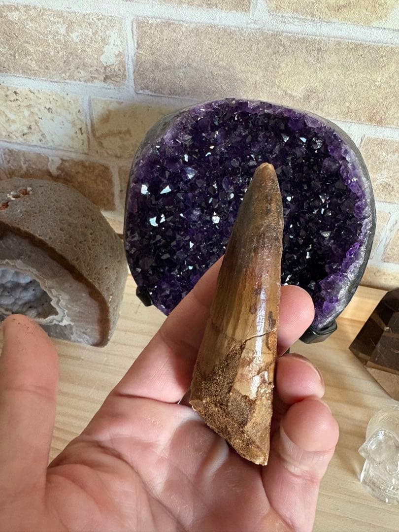 綺麗なエナメル質が残るスピノサウルスの歯　化石　恐竜