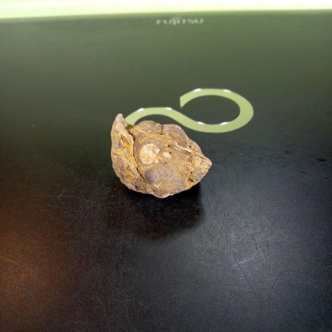 三葉虫　化石　fossil　ボリビア産　trilobite　Bolivia化石⑤