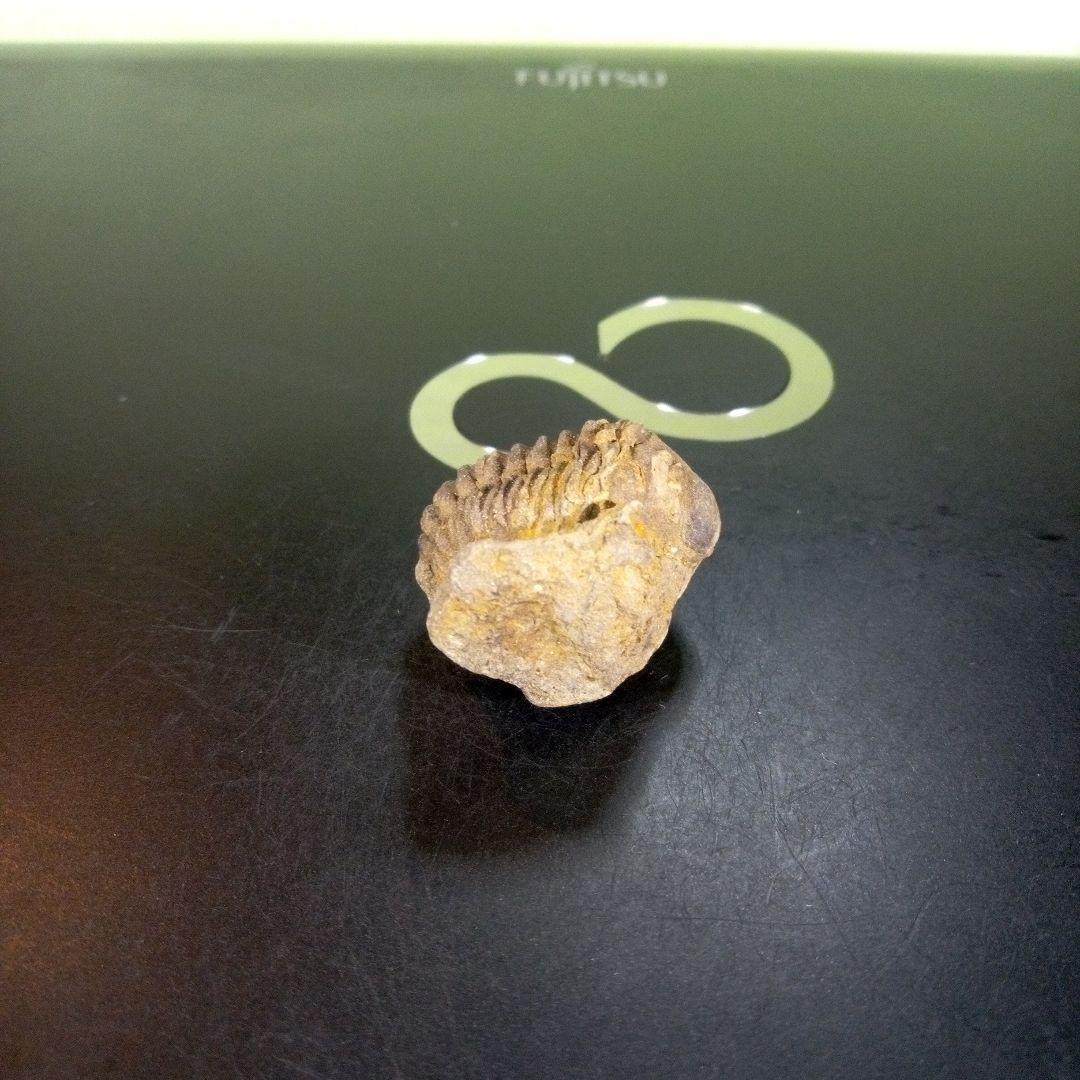 三葉虫　化石　fossil　ボリビア産　trilobite　Bolivia化石⑤
