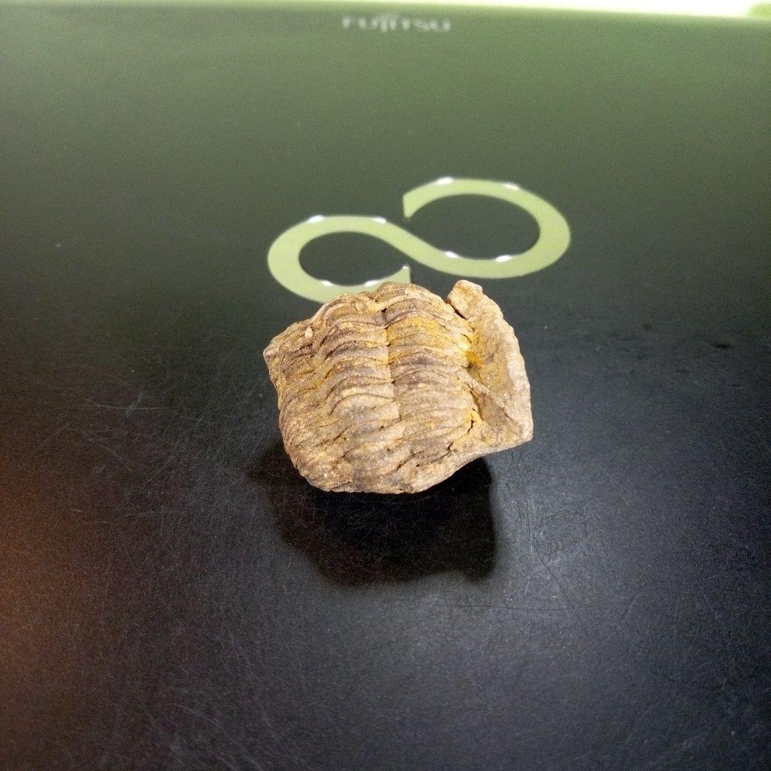 三葉虫　化石　fossil　ボリビア産　trilobite　Bolivia化石⑤