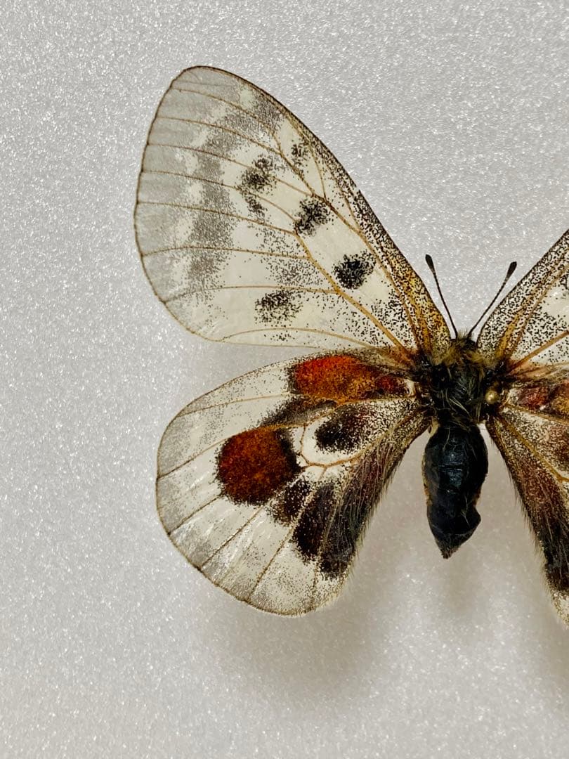 パルナシウス・ウィスコッティ（1メス・スウェーデン産）