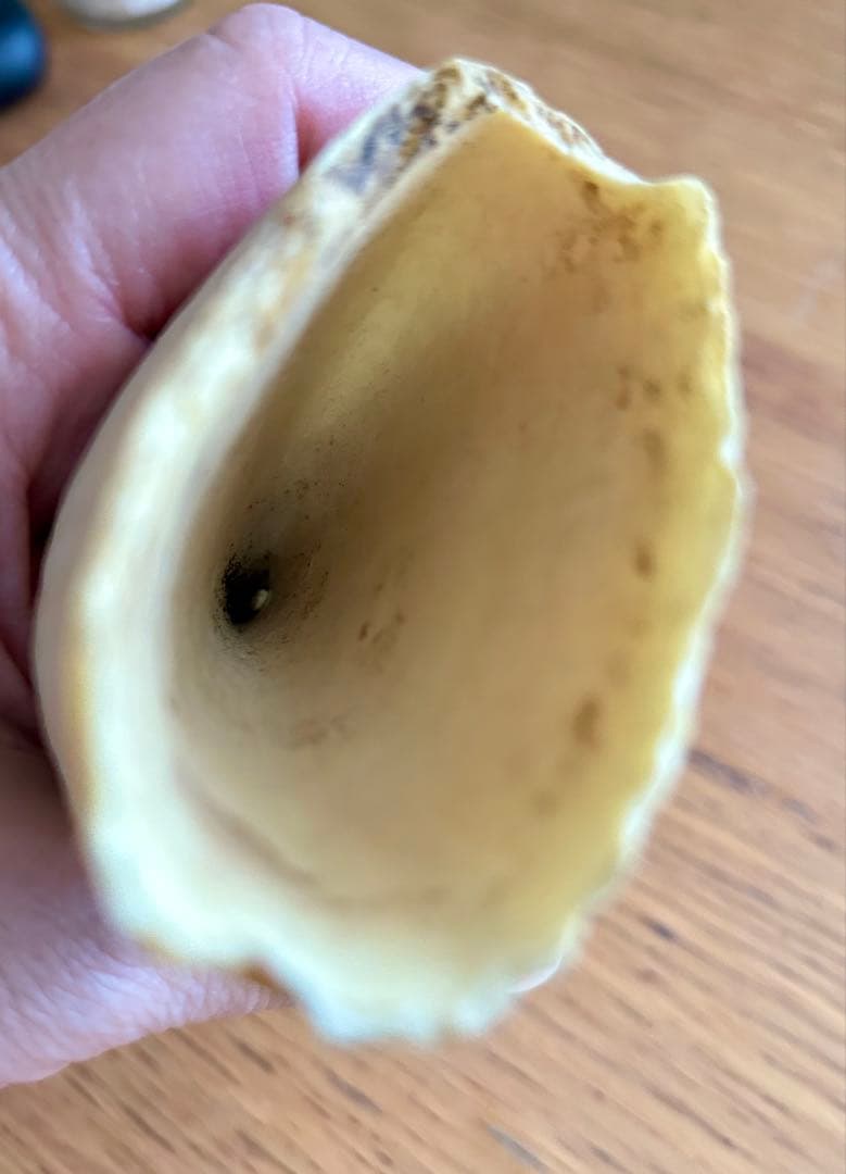 マッコウクジラ　歯　牙　キバ　287g 加工なし