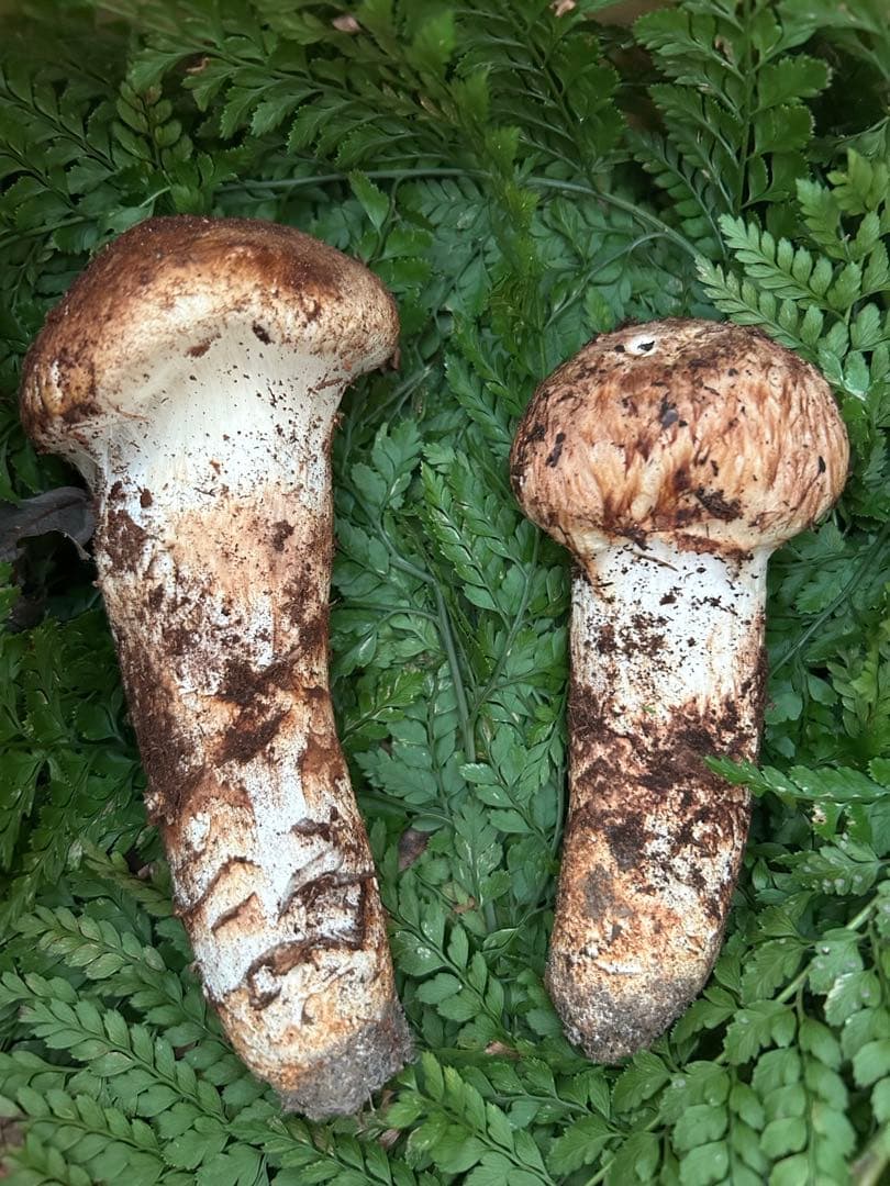 岡山県産松茸送料込み