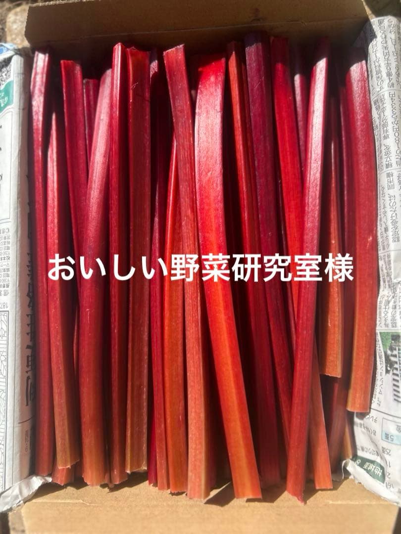 長野県産赤いルバーブ5ｋｇ！