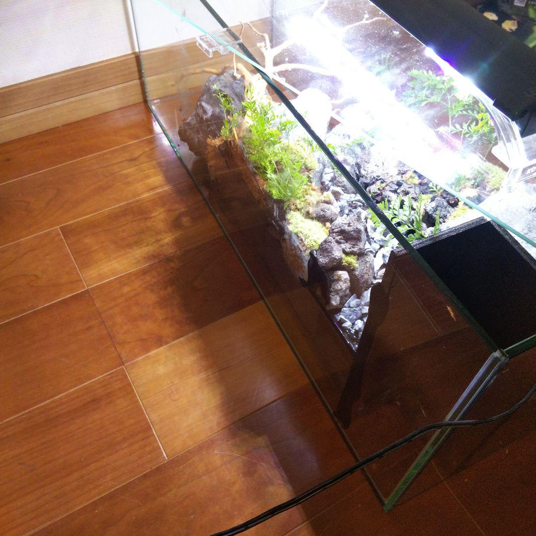 【受注生産】６0センチ水槽アクアテラリウム　イモリウム　苔テラリウム　テラリウム