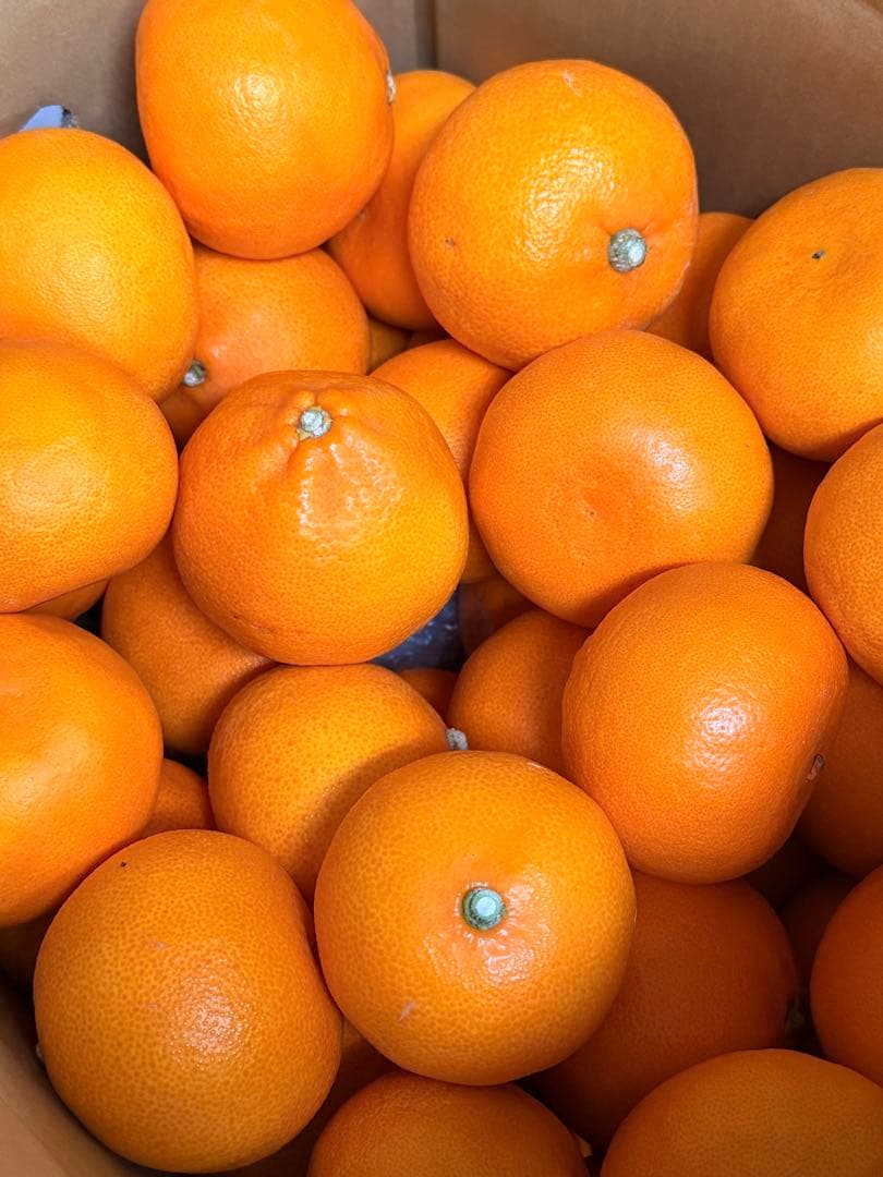 島のせとか　おうち用 箱込5kg×2箱