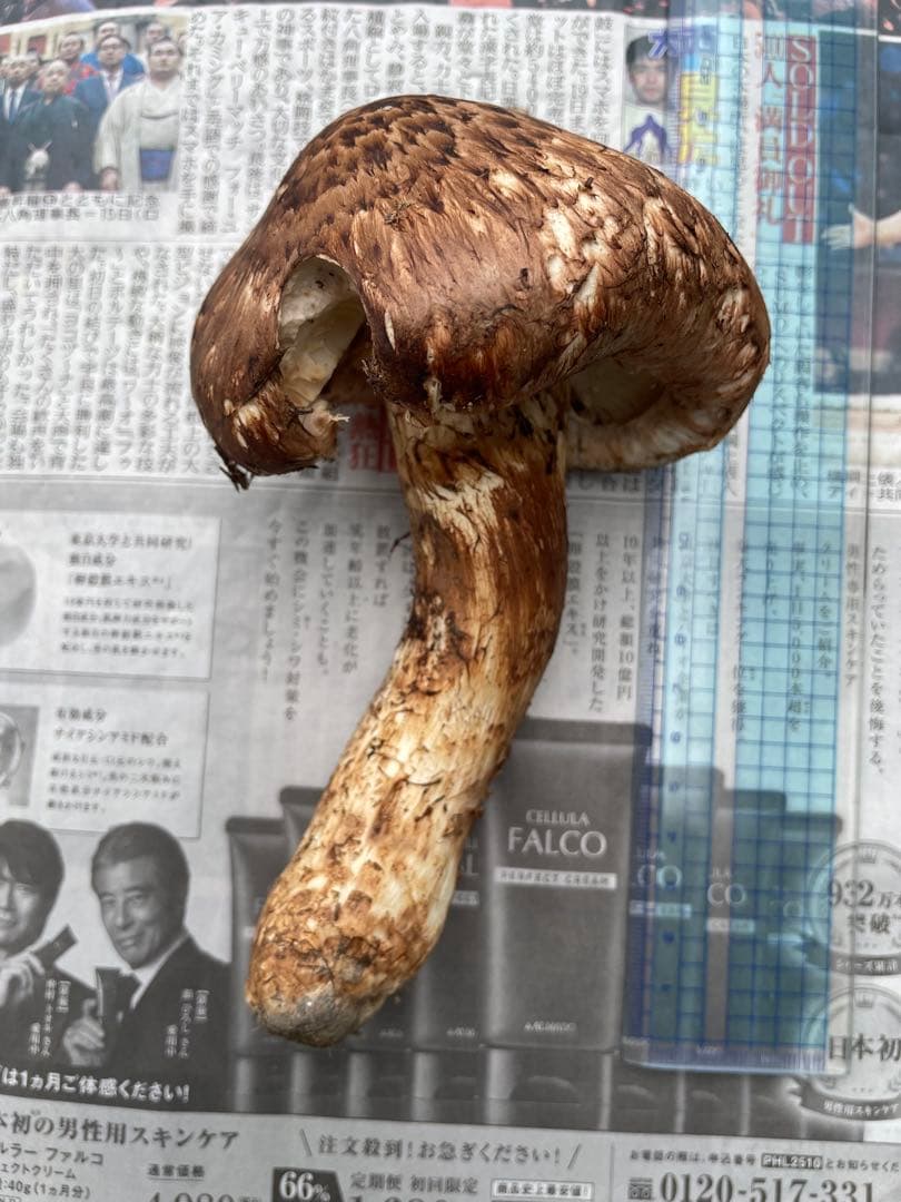 新鮮 マツタケ 8個　三陸産今朝取れ