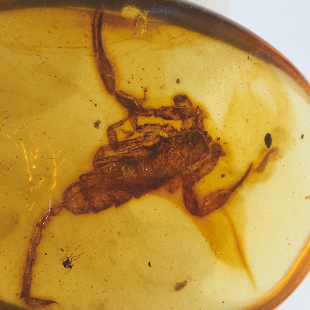 レア極上品 PA0042虫入り琥珀化石　ミャンマーカムティかタナイ9900万年前