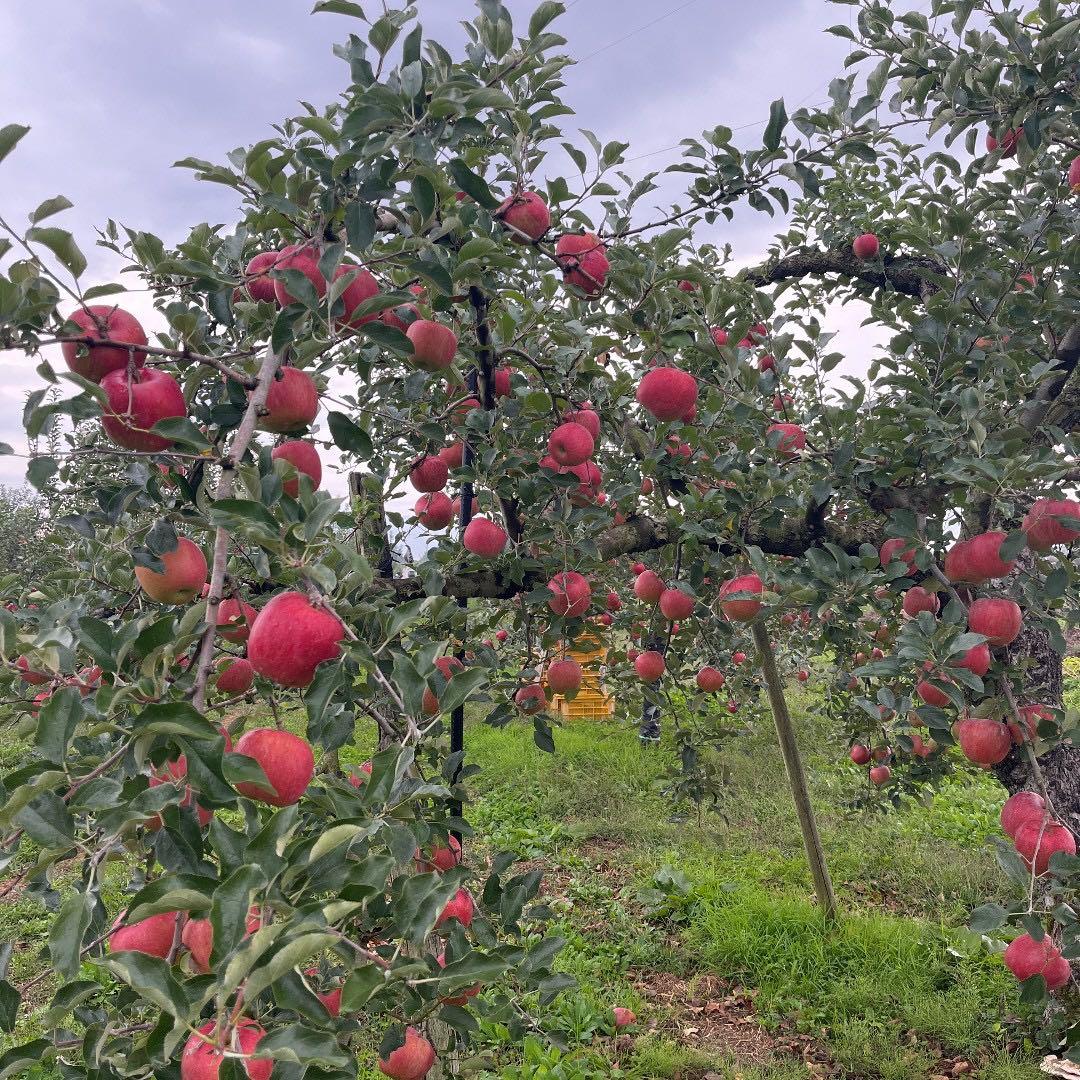 山形県産　サンふじ　贈答用　特秀3キロ１２玉×3箱