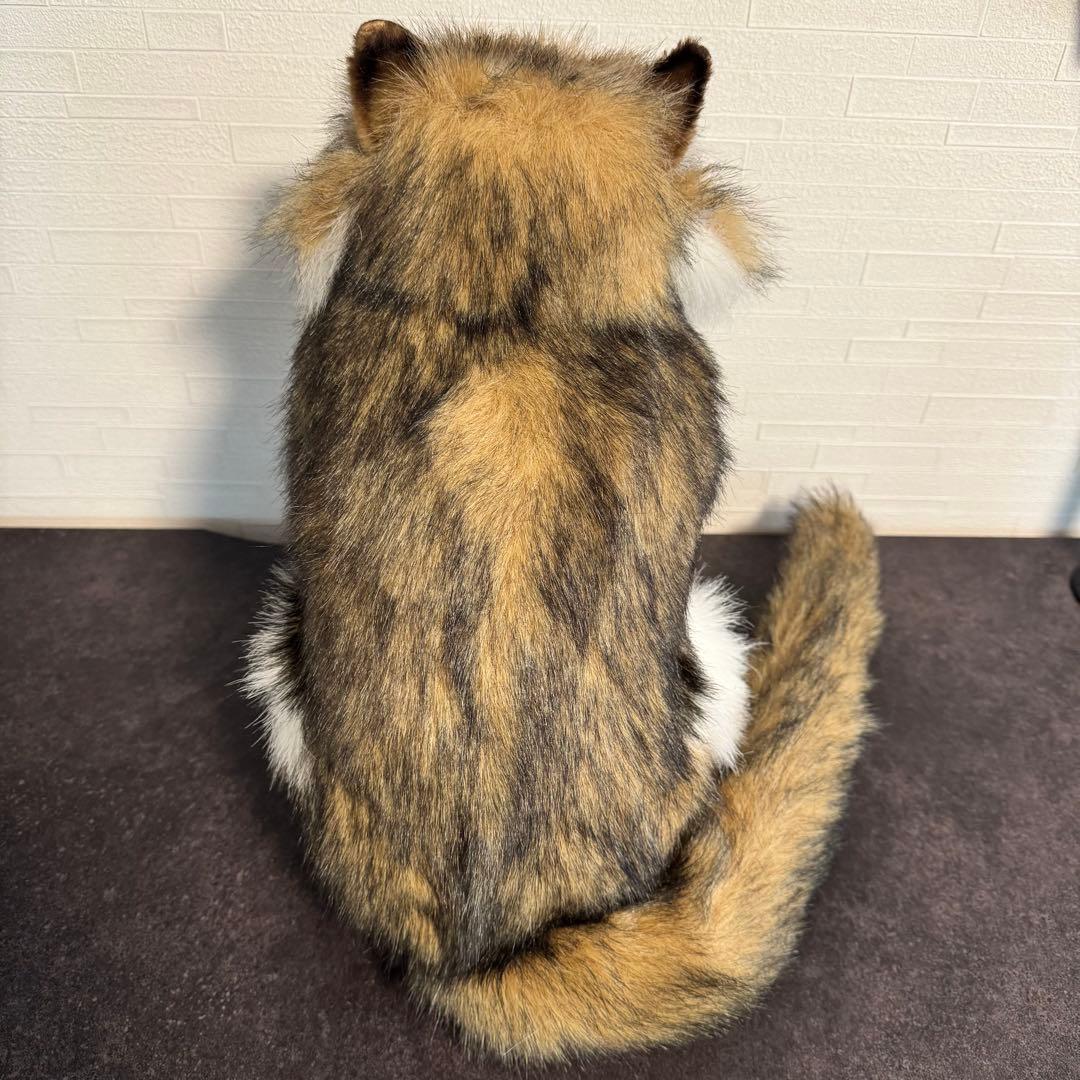 きな○ HANSA （ハンサ）ノルウェージャンフォレストキャット