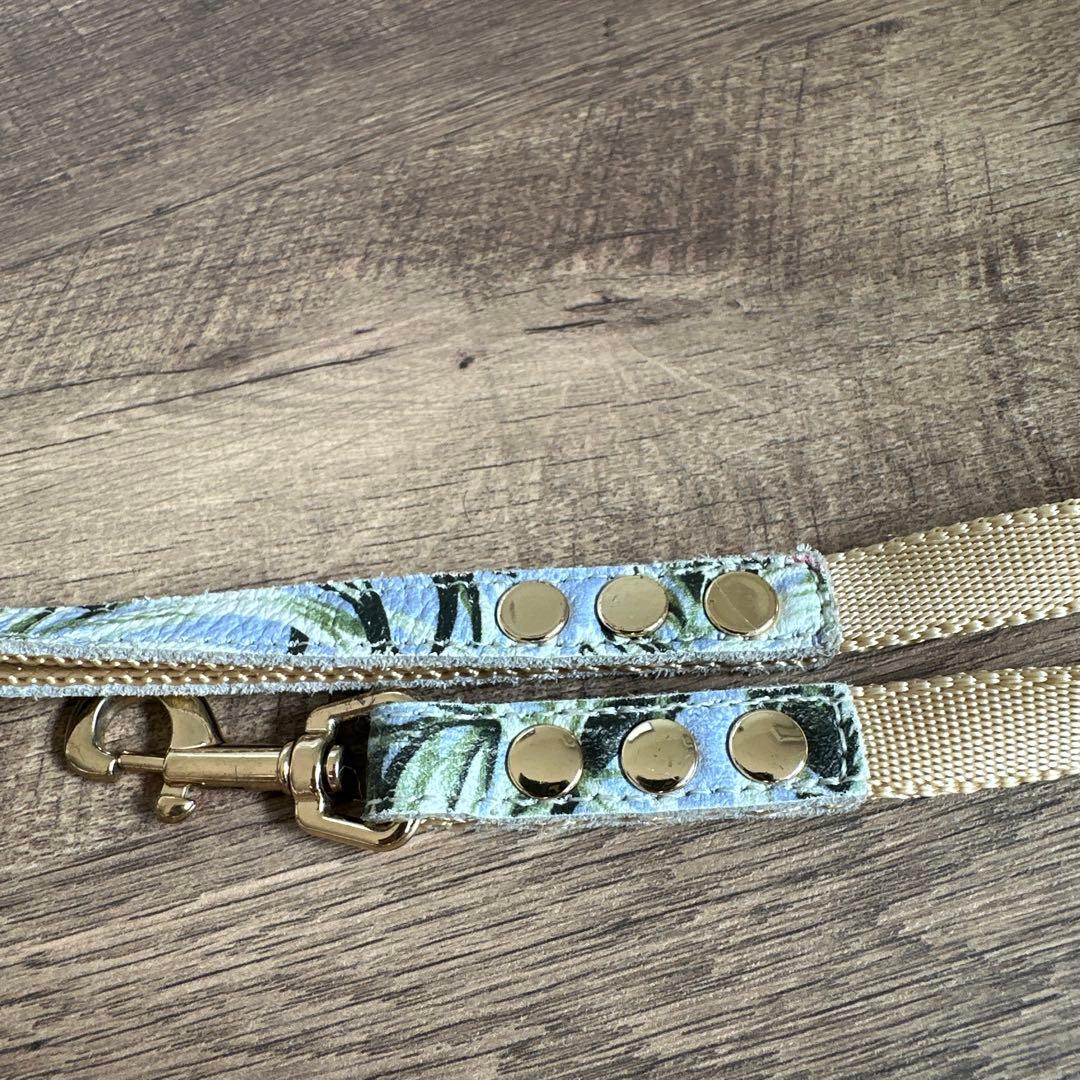 バディベルト　 BB バハマ 4号　 アクセントリード