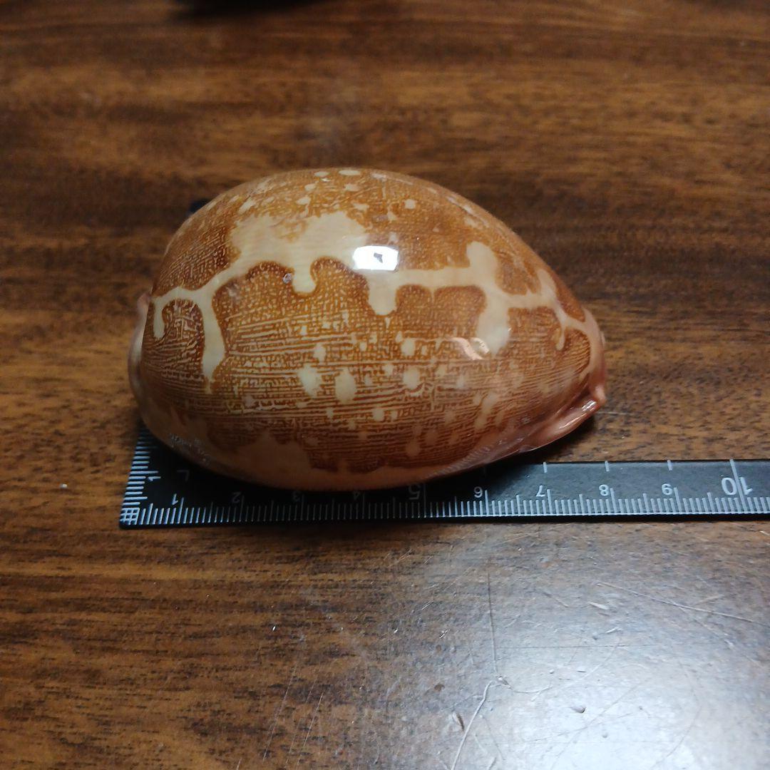 貝殻　タカラガイ