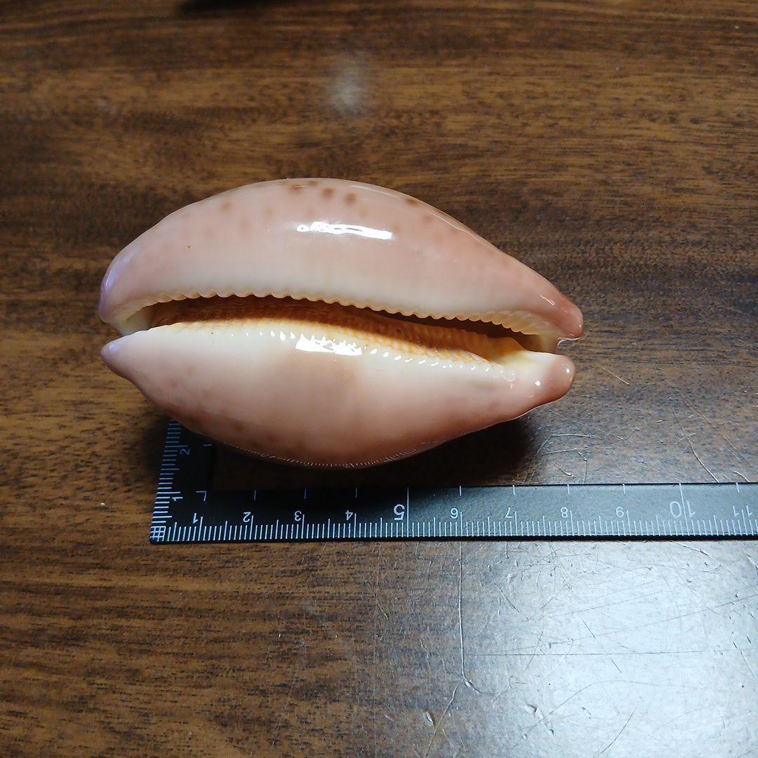 貝殻　タカラガイ