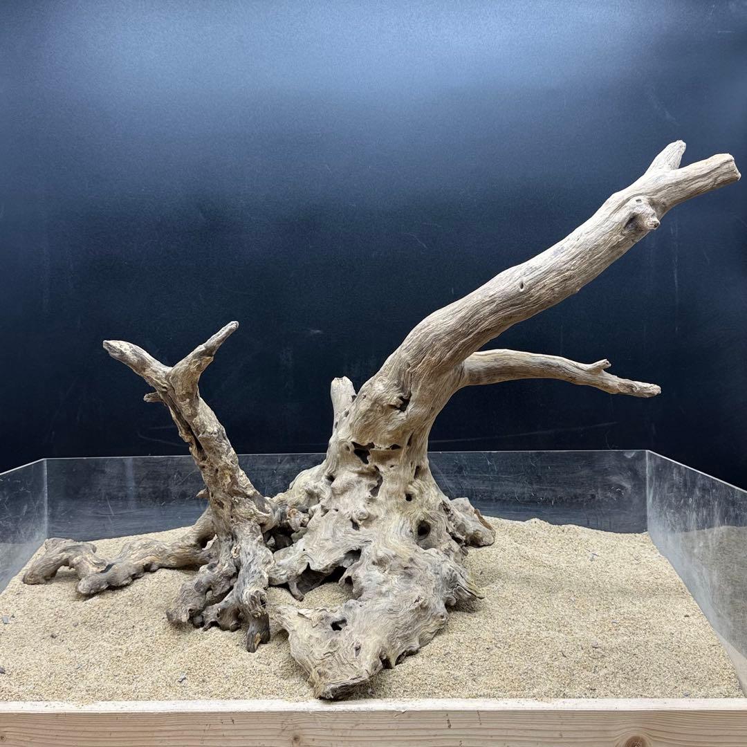 MJW-7215 「特大」ジンジャーウッド2本セット　天然流木 アクアリウム