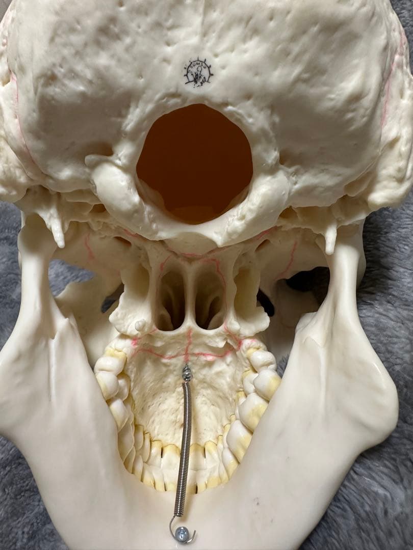 SOMSO 頭蓋骨模型 解剖模型 医学/歯科教材