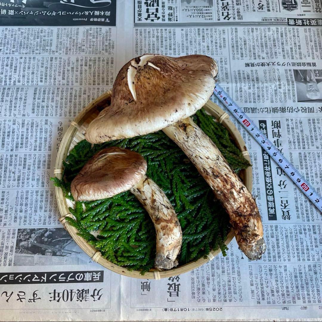 天然きのこ 松茸 国産 マツタケ まつたけ 大自然の凛さん採取その161