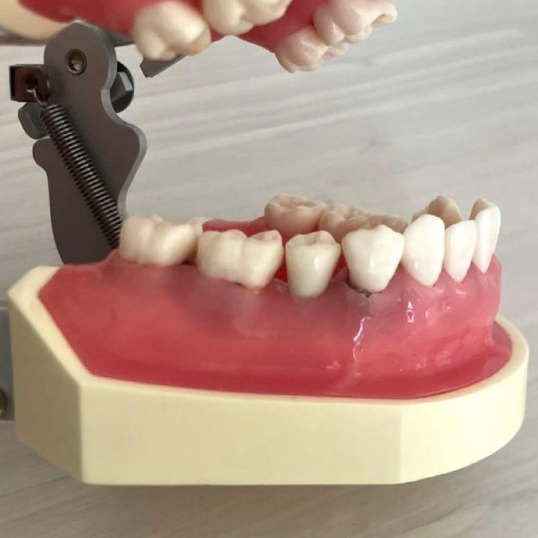 NISSIN ニッシン額模型　叢生顎模型