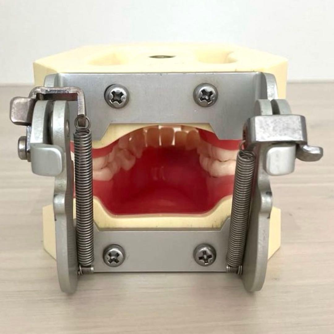 NISSIN ニッシン額模型　叢生顎模型