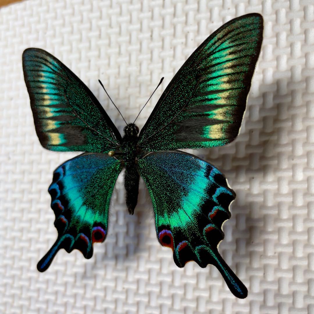 蝶標本　北海道産　極美麗ミヤマカラスアゲハ春型♂ 飼育完品⭐️マイコレに‼️最安値⭐️