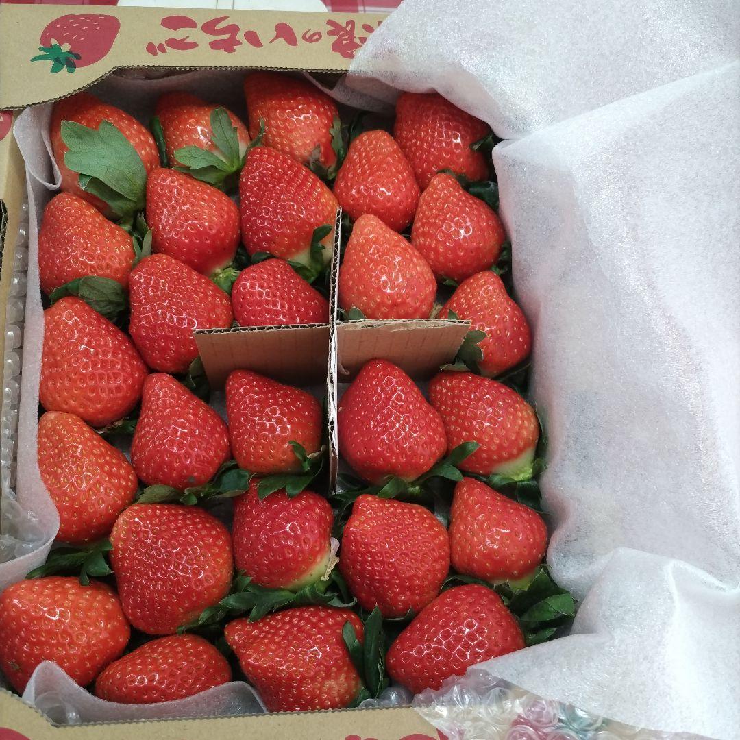 いちご8アスカルビー大粒特大